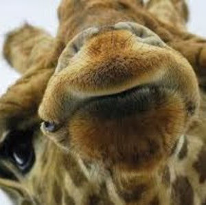 Meet your Posher, Reginald